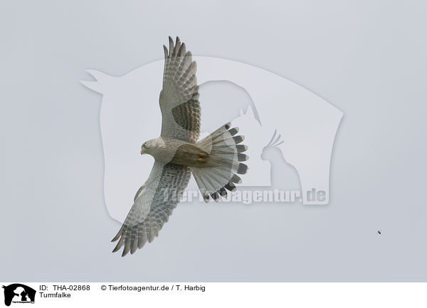 Turmfalke / kestrel / THA-02868