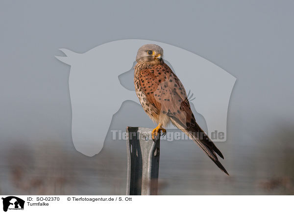 Turmfalke / kestrel / SO-02370