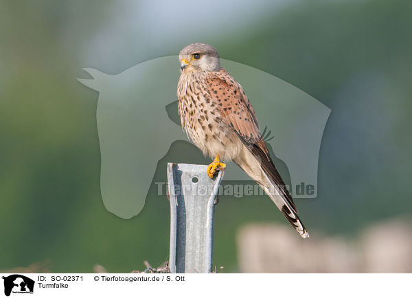 Turmfalke / kestrel / SO-02371