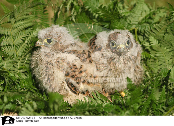 junge Turmfalken / young kestrels / AB-02181