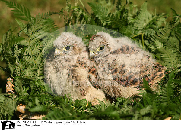 junge Turmfalken / young kestrels / AB-02183