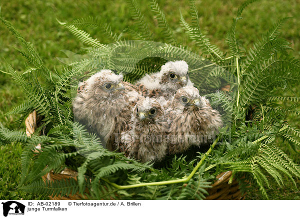 junge Turmfalken / young kestrels / AB-02189