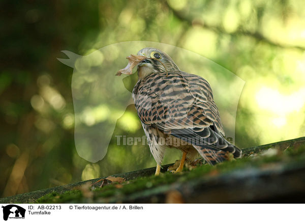 Turmfalke / kestrel / AB-02213