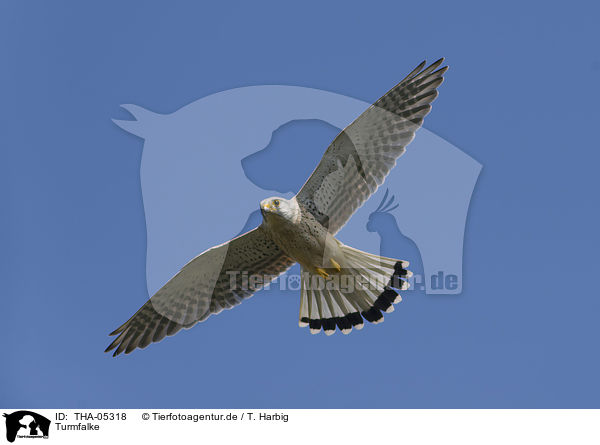 Turmfalke / kestrel / THA-05318