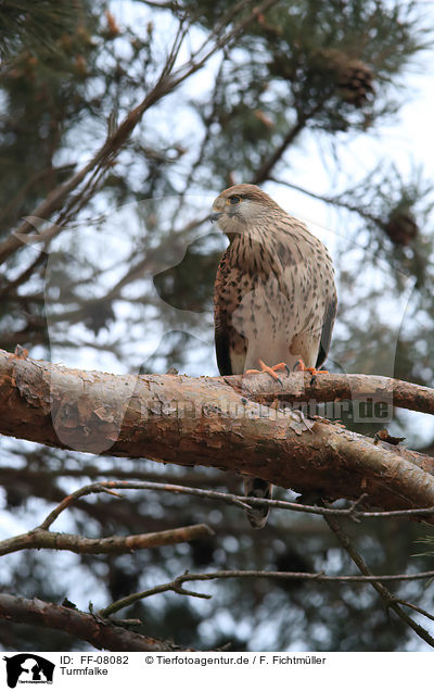 Turmfalke / kestrel / FF-08082