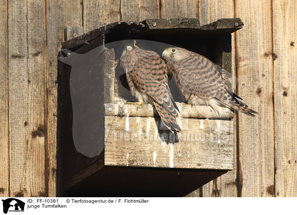 junge Turmfalken / young kestrels / FF-10381