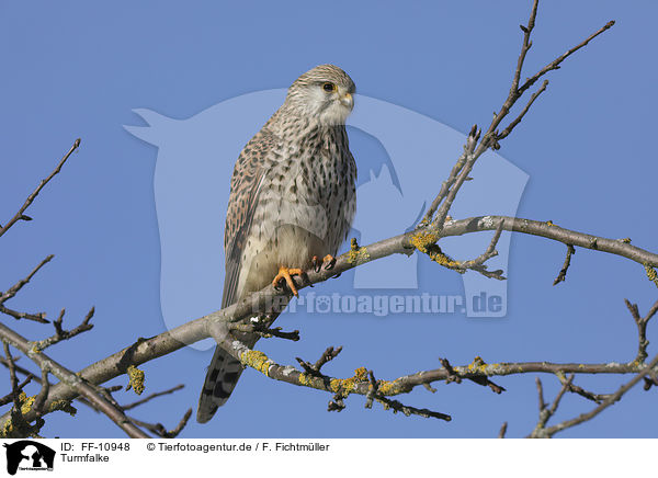 Turmfalke / kestrel / FF-10948