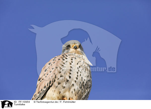 Turmfalke / kestrel / FF-10954