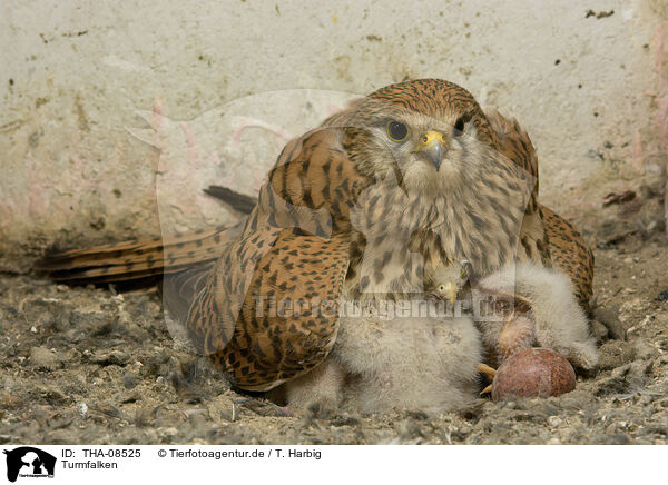 Turmfalken / kestrels / THA-08525