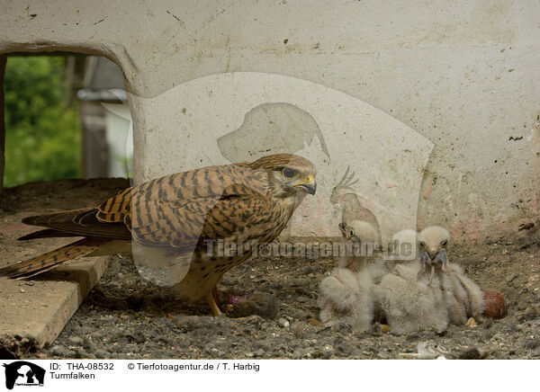 Turmfalken / kestrels / THA-08532