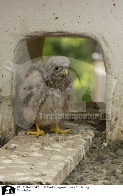 Turmfalke / kestrel / THA-08542