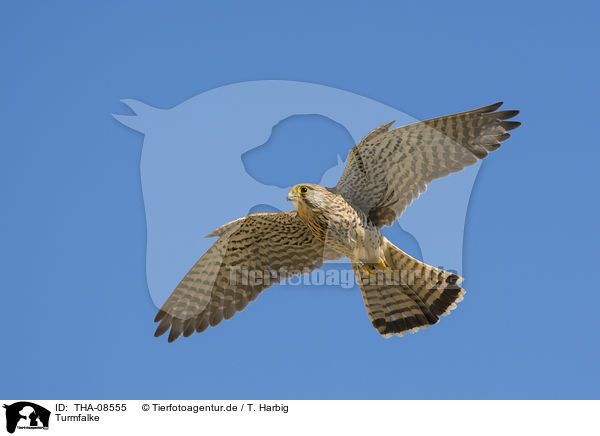 Turmfalke / kestrel / THA-08555