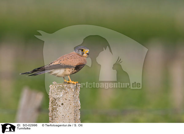 Turmfalke / kestrel / SO-02996