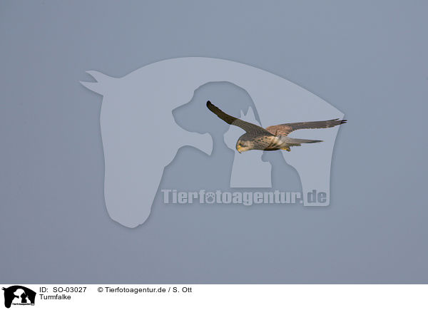 Turmfalke / kestrel / SO-03027