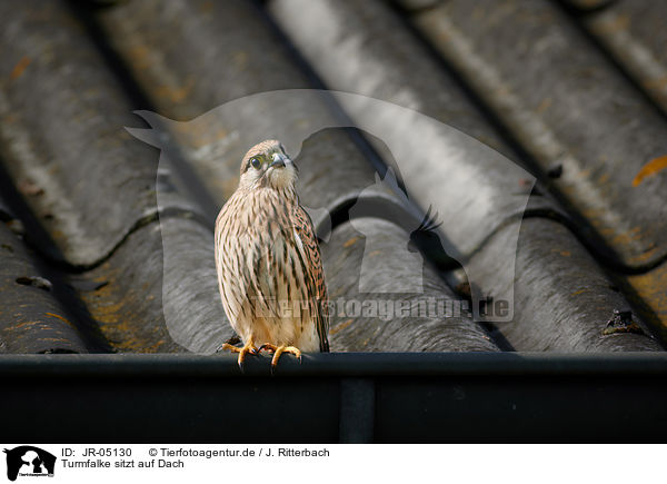 Turmfalke sitzt auf Dach / Kestrel sits on roof / JR-05130