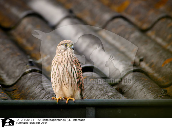 Turmfalke sitzt auf Dach / Kestrel sits on roof / JR-05131