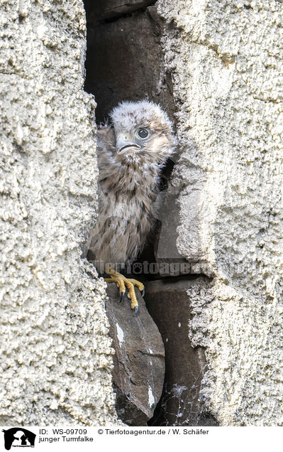 junger Turmfalke / young kestrel / WS-09709