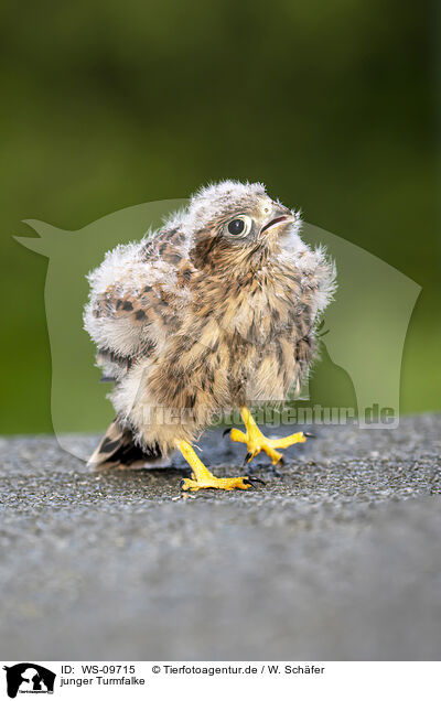 junger Turmfalke / young kestrel / WS-09715