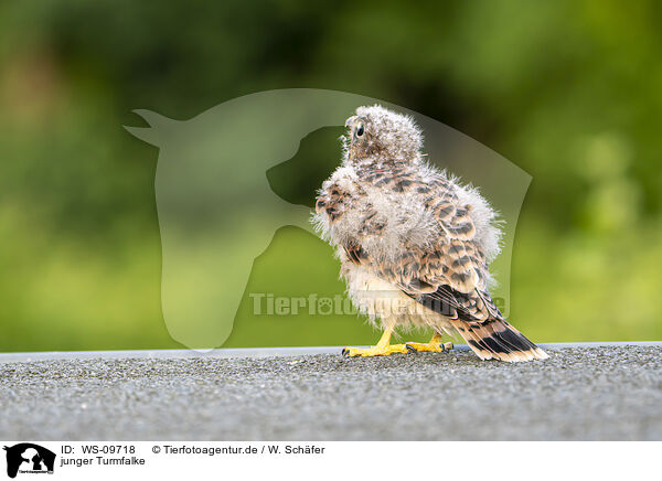 junger Turmfalke / young kestrel / WS-09718