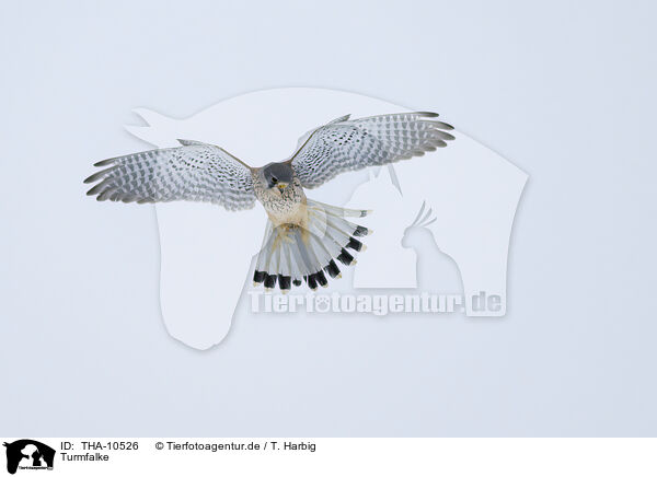 Turmfalke / kestrel / THA-10526