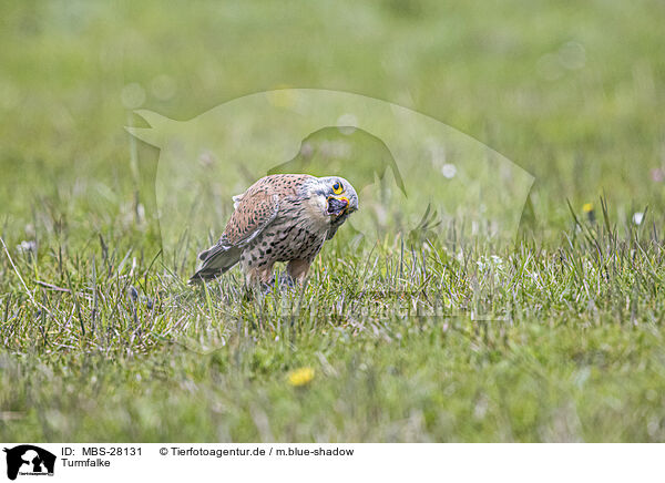 Turmfalke / kestrel / MBS-28131