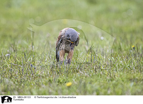 Turmfalke / kestrel / MBS-28133