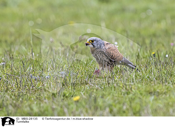 Turmfalke / kestrel / MBS-28135