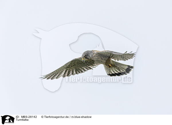 Turmfalke / kestrel / MBS-28142