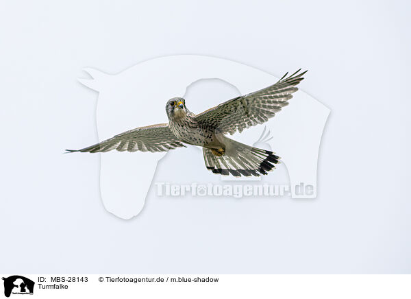 Turmfalke / kestrel / MBS-28143