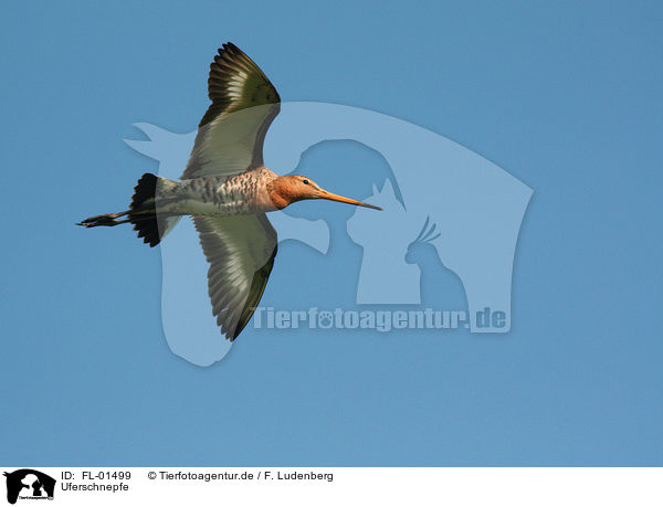 Uferschnepfe / black-tailed godwit / FL-01499