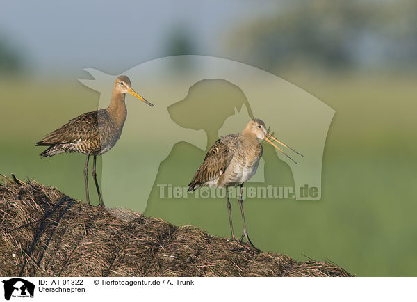 Uferschnepfen / black-tailed godwits / AT-01322