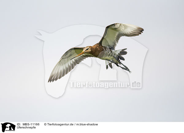 Uferschnepfe / black-tailed godwit / MBS-11166