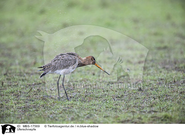 Uferschnepfe / black-tailed godwit / MBS-17569
