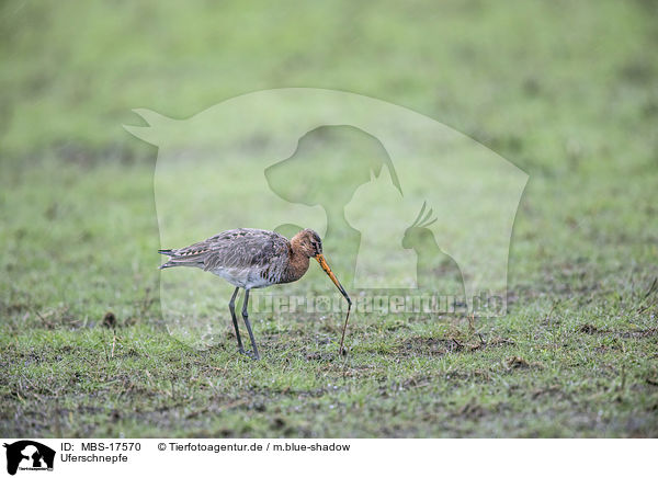 Uferschnepfe / black-tailed godwit / MBS-17570