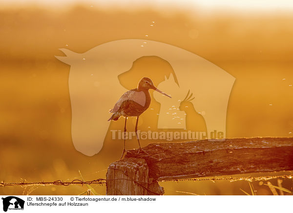 Uferschnepfe auf Holzzaun / black-tailed godwit on wooden fence / MBS-24330