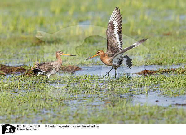 Uferschnepfen / black-tailed godwits / MBS-26359