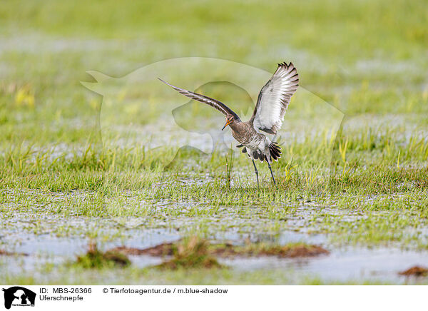 Uferschnepfe / black-tailed godwit / MBS-26366