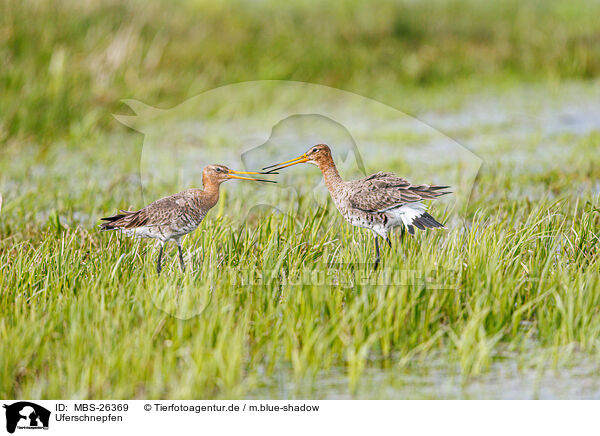 Uferschnepfen / black-tailed godwits / MBS-26369