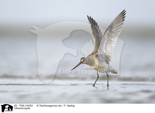 Uferschnepfe / black-tailed godwit / THA-10493