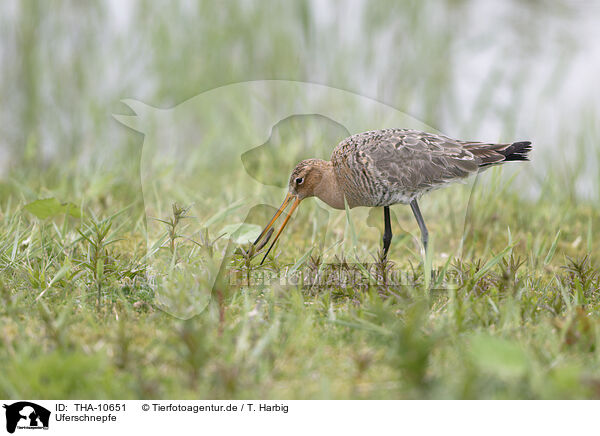 Uferschnepfe / black-tailed godwit / THA-10651