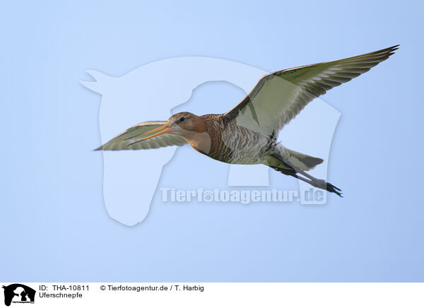 Uferschnepfe / black-tailed godwit / THA-10811