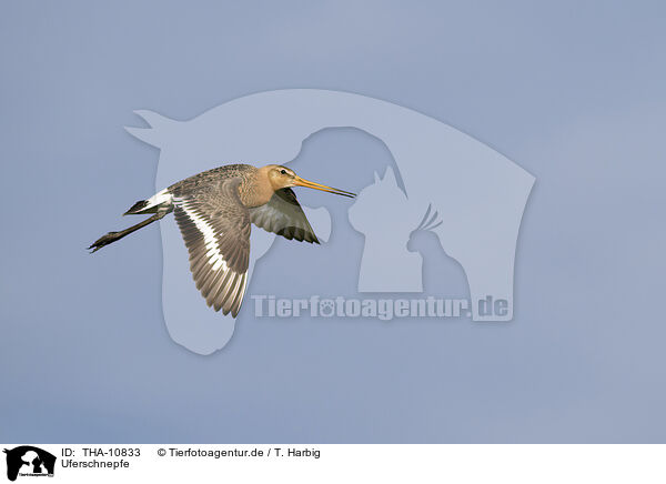 Uferschnepfe / black-tailed godwit / THA-10833