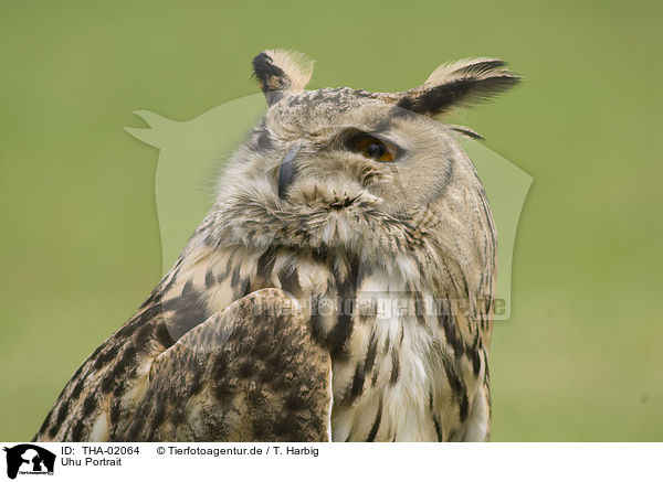 Uhu Portrait / Eurasian eagle owl portrait / THA-02064