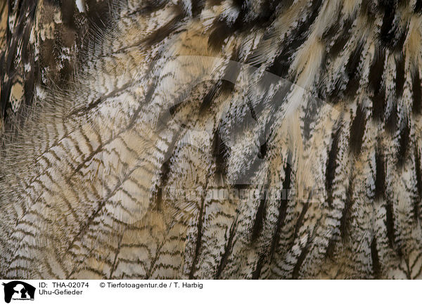 Uhu-Gefieder / Eurasian eagle owl feathering / THA-02074