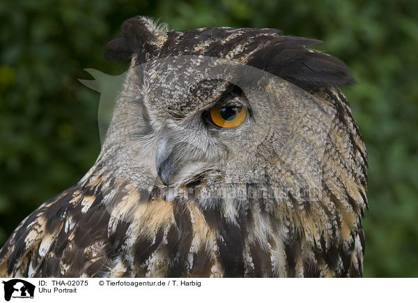 Uhu Portrait / Eurasian eagle owl portrait / THA-02075