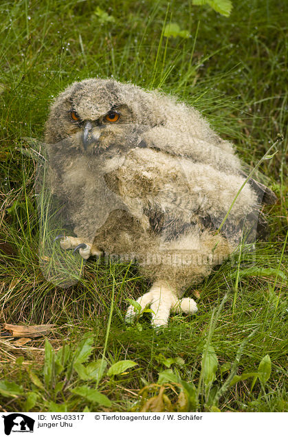 junger Uhu / young eagle owl / WS-03317