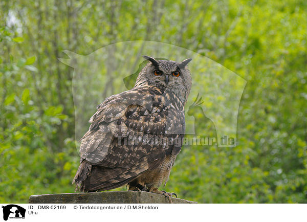 Uhu / eagle owl / DMS-02169