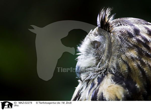 Uhu / eagle owl / MAZ-02278