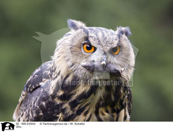 Uhu / eagle owl / WS-03500