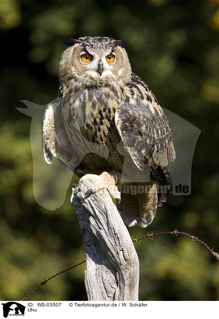 Uhu / eagle owl / WS-03507